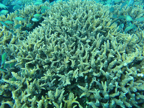  Echinopora horrida (Hedgehog Coral)